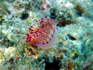セスジミノウミウシ セスジミノウミウシ
