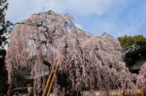 氷室神社１