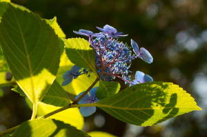 紫陽花１３－７１