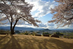 甘樫丘桜１４－４２