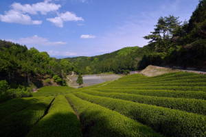 山添茶畑１４－５１