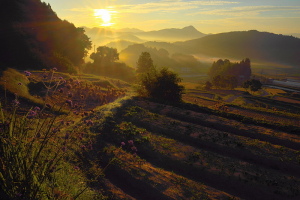 安田１４－９９