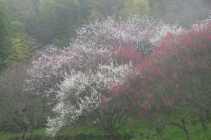 山の辺１５－３５