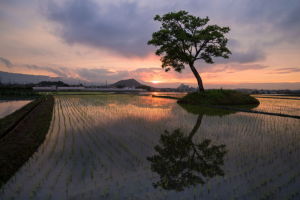 夕陽１５－６１