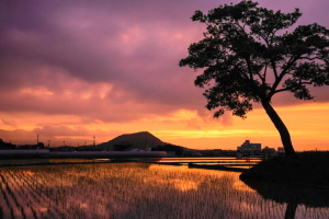 夕陽１５－６３