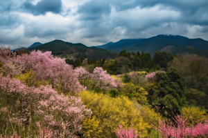 しし１７－４１