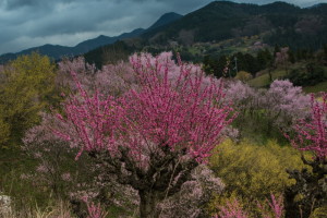 しし１７－４４