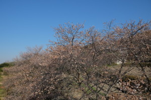 桜１７－１２２