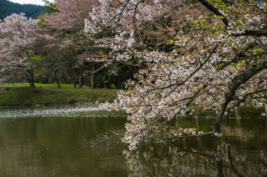 桜２０－４３
