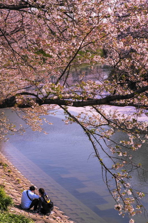 25・4月桜ー３