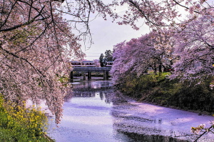 25・4月桜‐4