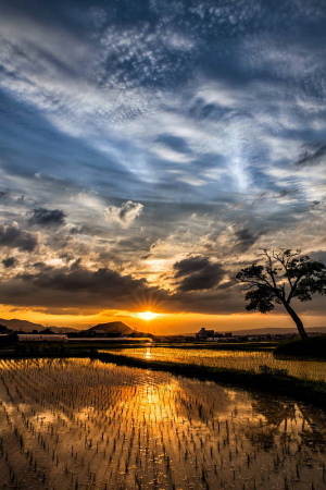 夕陽２５－６－３